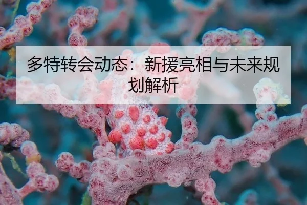 多特转会动态：新援亮相与未来规划解析